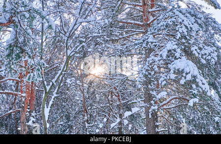 Bäume im Winter Park. Kiefern kauerte mit Schnee im Wald. Saisonale Hintergrund Stockfoto