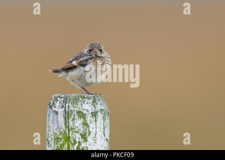 Europäische Schwarzkehlchen (Saxicola rubicola), junge Tier, sitzt auf einer Stange, Emsland, Niedersachsen, Deutschland Stockfoto