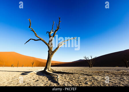 Toter Baum in Deadvlei, Sossusvlei, Namibia Stockfoto