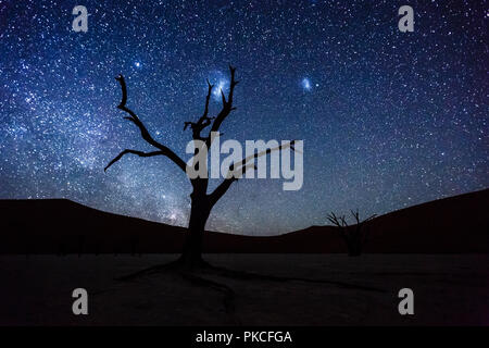 Toter Baum vor Sternenhimmel mit Milchstraße, Deadvlei, Sossusvlei, Namibia Stockfoto