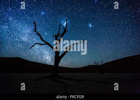 Toter Baum vor Sternenhimmel mit Milchstraße, Deadvlei, Sossusvlei, Namibia Stockfoto