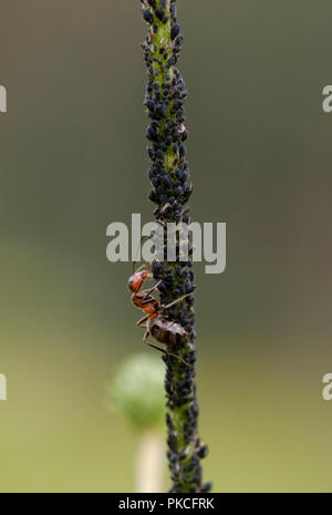 Rote Waldameise (Formica rufa) melkt, Blattläuse, Deutschland Stockfoto
