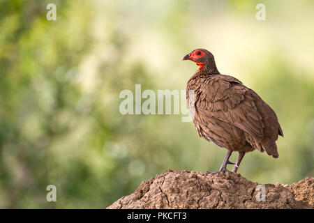 Swainsonfrankolin (Pternistis swainsonii), Erwachsener, steht auf termite Damm, Pilanesberg Nationalpark, Pilanesberg Game Reserve Stockfoto