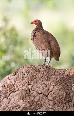 Swainsonfrankolin (Pternistis swainsonii), Erwachsener, steht auf termite Damm, Pilanesberg Nationalpark, Pilanesberg Game Reserve Stockfoto