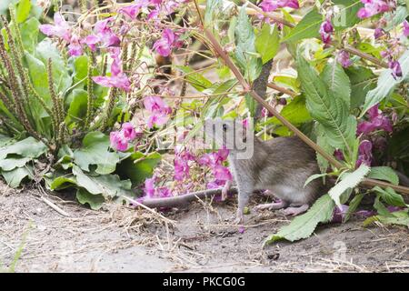 Braune Ratte (Rattus norvegicus), Nahrungssuche, Hessen, Deutschland Stockfoto