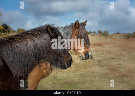 Zwei wilde Moorland Ponies Stockfoto