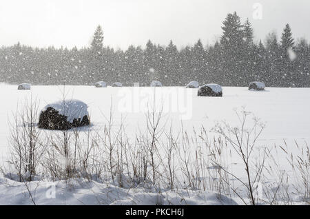 Schöne Winterlandschaft mit Rollen von Heu und lose fallende Schneeflocken, die von der Sonne beleuchtete Stockfoto