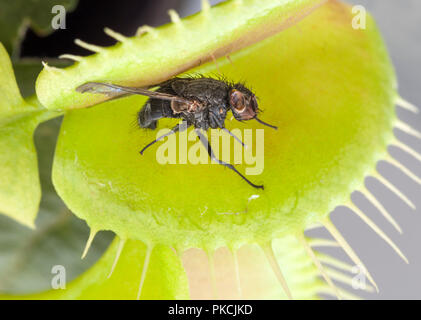 Fliegen in einer Venusfliegenfalle (Dionaea muscipula) erfasst Stockfoto