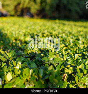 Schönen grünen Büschen im Sommer sonnigen Tag Stockfoto