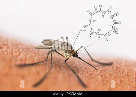 Die infizierte Mücke sitzt auf der Haut. Virus. Konzept Stockfoto
