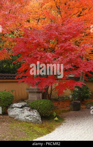 Japan im Herbst (roter Ahorn Bäume in japanischen Gärten von Kyoto) Stockfoto