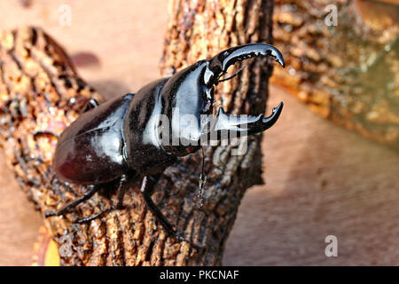 Handgefertigt, die schöne Käfer Personal, personell Dorcus titanus typhon Hirschkäfer, männlich, auf Ästen thront. Selektiver Fokus der Unterkiefer von Käfer Stockfoto