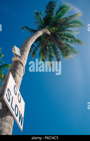 Gehen Sie langsam Zeichen auf Palme in Caye Caulker Belize Stockfoto