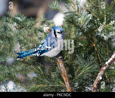 Blue Jay Vogel in die Wintersaison mit Fichten Nadeln Hintergrund angezeigte blaue Federn thront Gefieder, Flügel, Schwanz, Auge, Schnabel in seiner Umgebung. Stockfoto