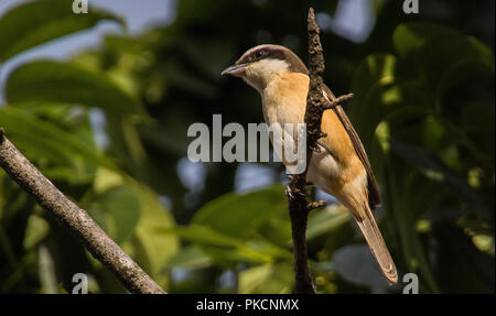 Braun Shrike Lanius Cristatus Vogel sitzen auf Barsch Stockfoto