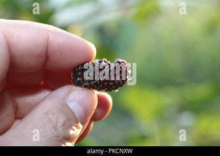 Mulberry Plantage: Schwarz ripe Mulberry halten aus dem Garten. Stockfoto