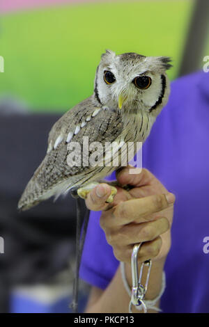 Schöne kleine Eule, Sountern weiße Eule konfrontiert, auf den Zeigefinger der rechten Hand gefangen. Stockfoto