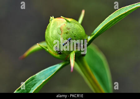 Regentropfen sind auf die weiße Pfingstrose Knospe sichtbar. Ameisen kriechen auf dem BUD. Marco, Natur, Blumen, Russland, Moskau, Shatura. Unblown weiße Pfingstrose Stockfoto