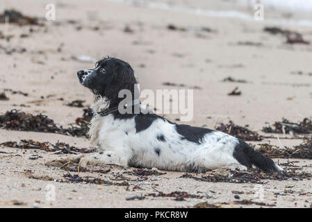 Ein Cocker Spaniel hund auf den Fistral Beach in Newquay Cornwall. Stockfoto