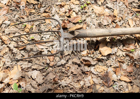 Alte klassische rostiges Metall Pitchgabel mit Holzgriff liegt auf Toten trockene Blätter Stockfoto