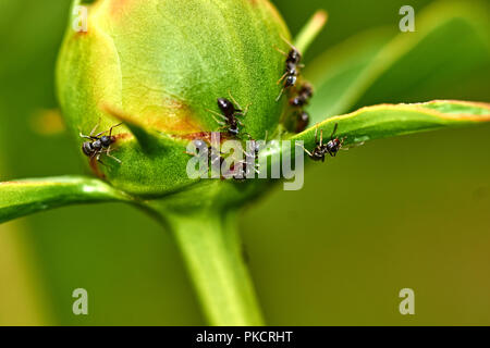 Regentropfen sind auf die weiße Pfingstrose Knospe sichtbar. Ameisen kriechen auf dem BUD. Marco, Natur, Blumen, Russland, Moskau, Shatura. Unblown weiße Pfingstrose Stockfoto