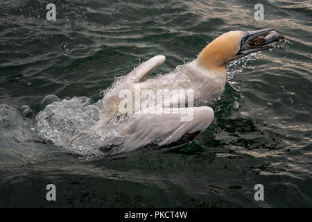 Northern Gannet tauchen für die Fische Bempton Cliffs, Yorkshire Stockfoto