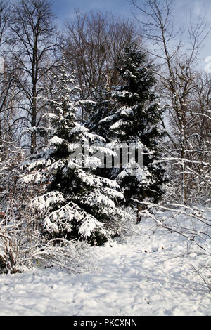 Nadelbäume mit Schnee im Winter abgedeckt Stockfoto