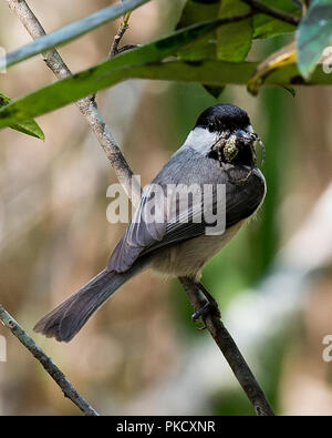 Chickadee Vogel sitzend Essen eine Spinne mit einem Bokeh Hintergrund seine grauen Federn, schwarzer Deckel, Schwanz, Augen, Schnabel in seiner Umgebung im Wald. Stockfoto