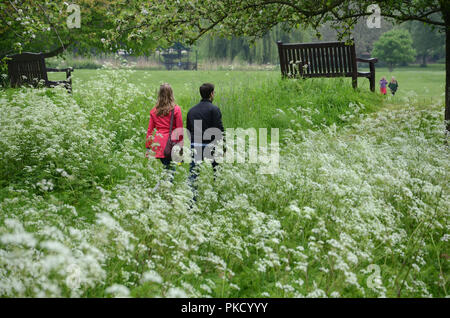 Frühling in Glastonbury Abbey Gardens, Glastonbury, Somerset, Großbritannien Stockfoto