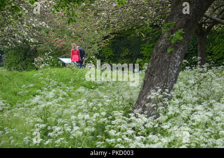 Frühling in Glastonbury Abbey Gardens, Glastonbury, Somerset, Großbritannien Stockfoto