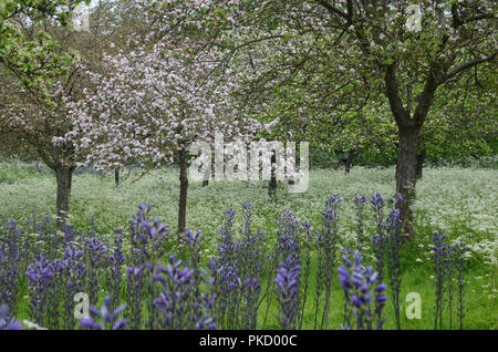 Frühling in Glastonbury Abbey Gardens, Glastonbury, Somerset, Großbritannien Stockfoto