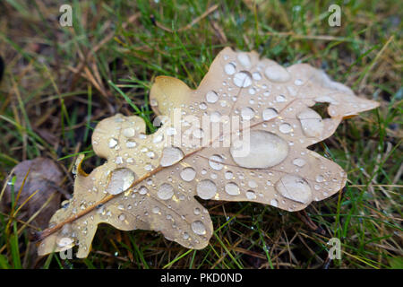 Trockene herbst Eichenlaub in großen Tropfen Regen liegt auf dem Gras Stockfoto
