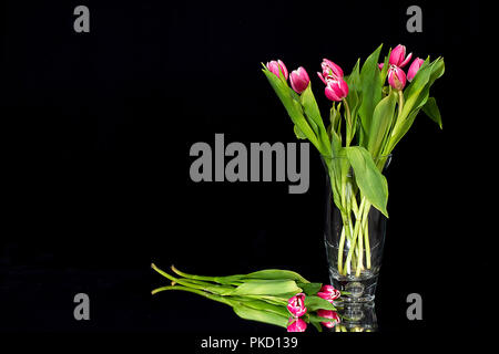 Hohe vase rosa Tulpen auf entweder weiß oder schwarz Hintergrund isoliert. Stockfoto