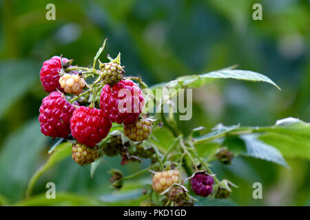 In der Nähe von Reifen Himbeeren auf Bush im Garten Stockfoto