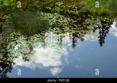 Reflexion der Wald in einen See mit Wasser Seerosen und andere Pflanzen. Stockfoto