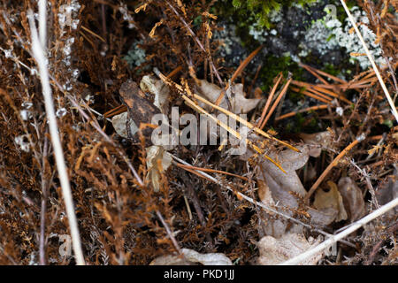 Grasfrosch durch ähnliche farbige Waldboden getarnt. Stockfoto