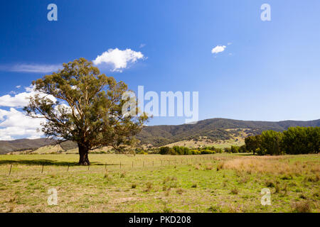 Allans flache Landschaft Australien Stockfoto