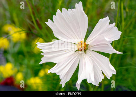 Weiß Cosmos Flower (Cosmos Bipinnatus) - North Carolina Arboretum, Asheville, North Carolina, USA Stockfoto