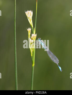 Männlich Blue-tailed Damselfly auf ein Rohr abgerechnet und im Profil Stockfoto