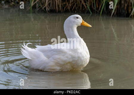 Große weiße schwere Ente auch als Amerika Pekin Ente bekannt, Long Island Ente, Pekin Ente, Aylesbury ente, Anas platyrhynchos domesticus Stockfoto