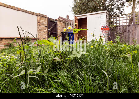 Unkraut wachsen in bewachsenen Rasen Stockfoto
