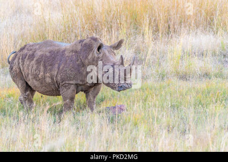 Schönen White Rhino Walking durch Savannenlandschaft Stockfoto