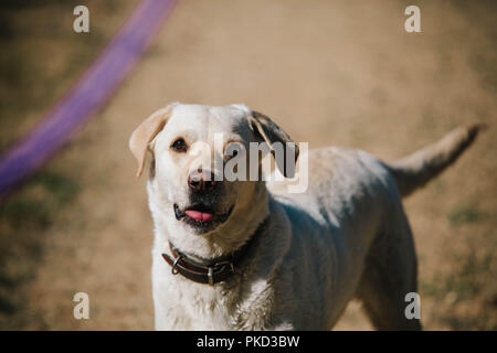 Einen gelben Labrador Hund wartet auf einen Ball geworfen spielen zu holen. Stockfoto