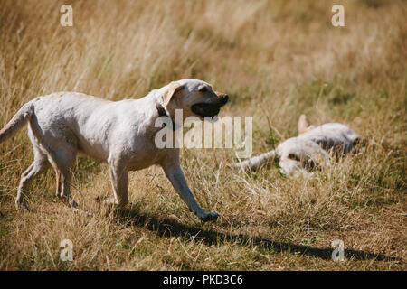 Zwei Golden Labrador Hunde laufen und Liegen in einem Feld bei einem Spaziergang. Stockfoto