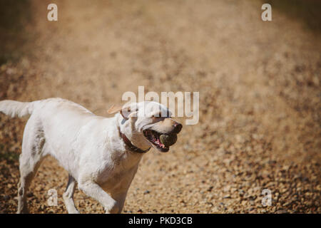 Ein junger Golden Labrador Hund läuft mit einem Tennisball bei einem Spaziergang an einem sonnigen Tag. Stockfoto