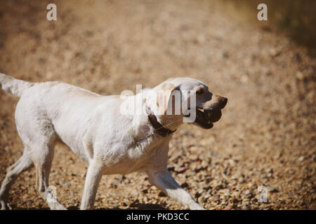 Ein junger Golden Labrador Hund läuft mit einem Tennisball bei einem Spaziergang an einem sonnigen Tag. Stockfoto