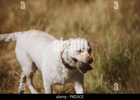 Eine Golden Labrador Hund spielen holen mit einem Tennisball in einem Feld. Stockfoto