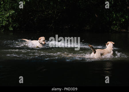 Zwei junge Golden Labrador Hunde spielen, springen und schwimmen in einem See. Stockfoto