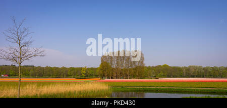 Lisse, Niederlande, Europa, ein Zug auf Schienen in der Nähe von einem Feld Stockfoto