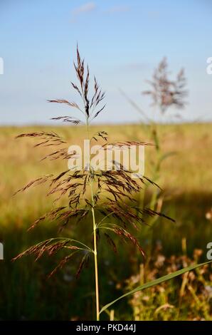 Phragmites australis (Schilf) auf saltmarsh, Rimac Naturschutzgebiet, Lincolnshire, Großbritannien. Stockfoto